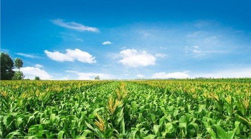2017年 两会 对于玉米种植和补贴政策做出三个调整