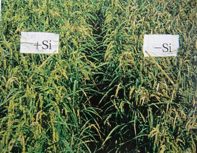 黄腐酸与微量元素配合使用对农作物生长有哪些效果