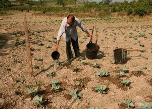 2007年10月5日上午,四川省广安市华蓥山区永兴镇的农民在挑水浇灌干枯的菜苗 截止当日,永兴镇己有32天滴雨未下
