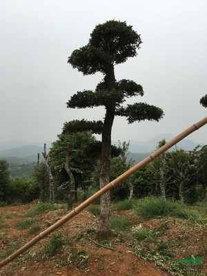 京山黄啸林木种植专业合作社