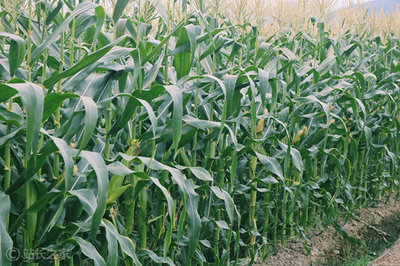玉米 农产品 农业 农作物 (3)