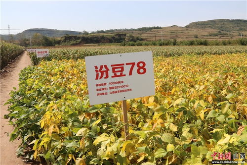 庆丰收 感党恩 山西昔阳庆祝2021年中国农民丰收节暨农产品现场促销活动启动