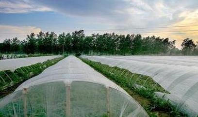 大棚防虫网使用,是菜农大棚升级的趋势
